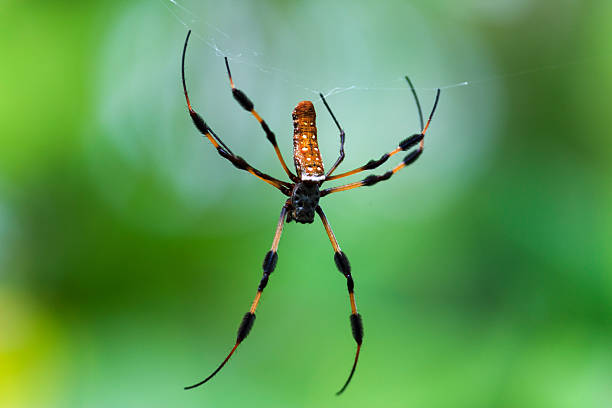istock Golden Silk Orb Weaver Spider weaving its net 478372163