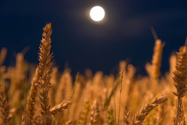 istock Wheat in the light of the full moon 478372192