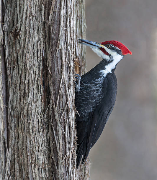 istock Male Pileated Woodpecker in Winter 478372207