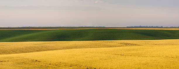 istock Morning in the farmland 478372358
