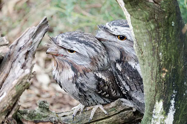 A couple of Tawny Frogmouth birds in South Australia