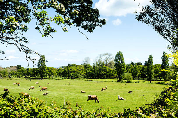 istock island of jersey cows on pasture 478373096