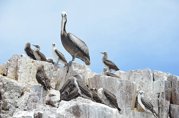 istock Brown Pelican among Peruvian Boobies 478373543