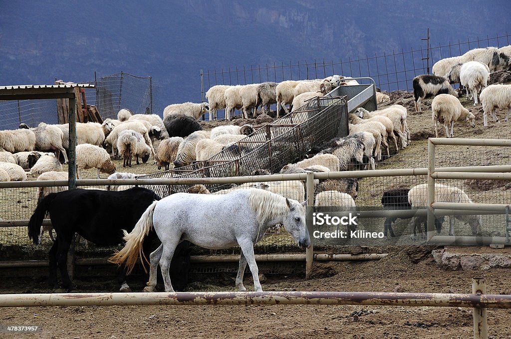 Mountain Ranch Horses and sheep on mountain ranch. Domestic Animals Stock Photo