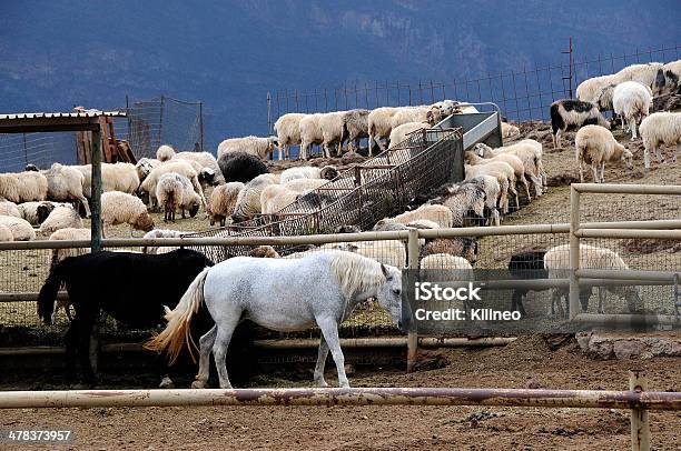 Mountain Ranch Stock Photo - Download Image Now - Domestic Animals, Horizontal, Horse