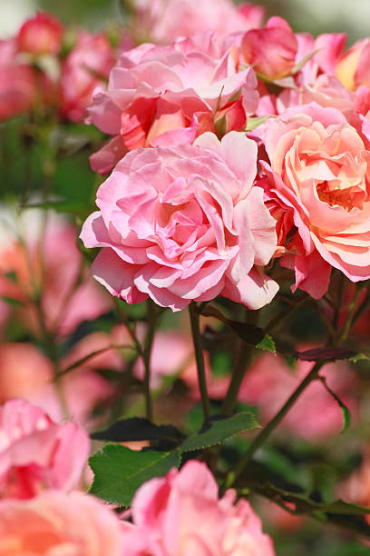 istock Beautiful  rose in a garden 478375329