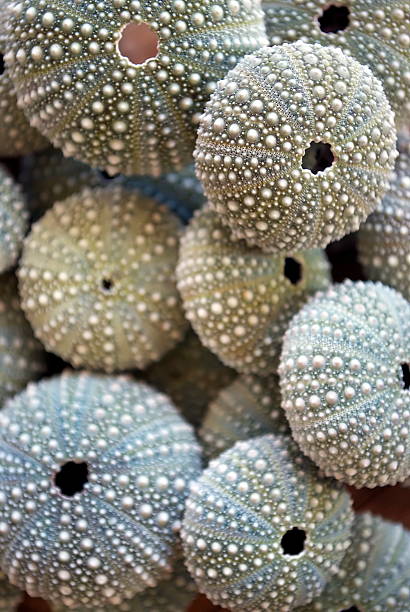 istock Kina - NZ Sea Urchin (Evechinus Chloroticus) 478375499