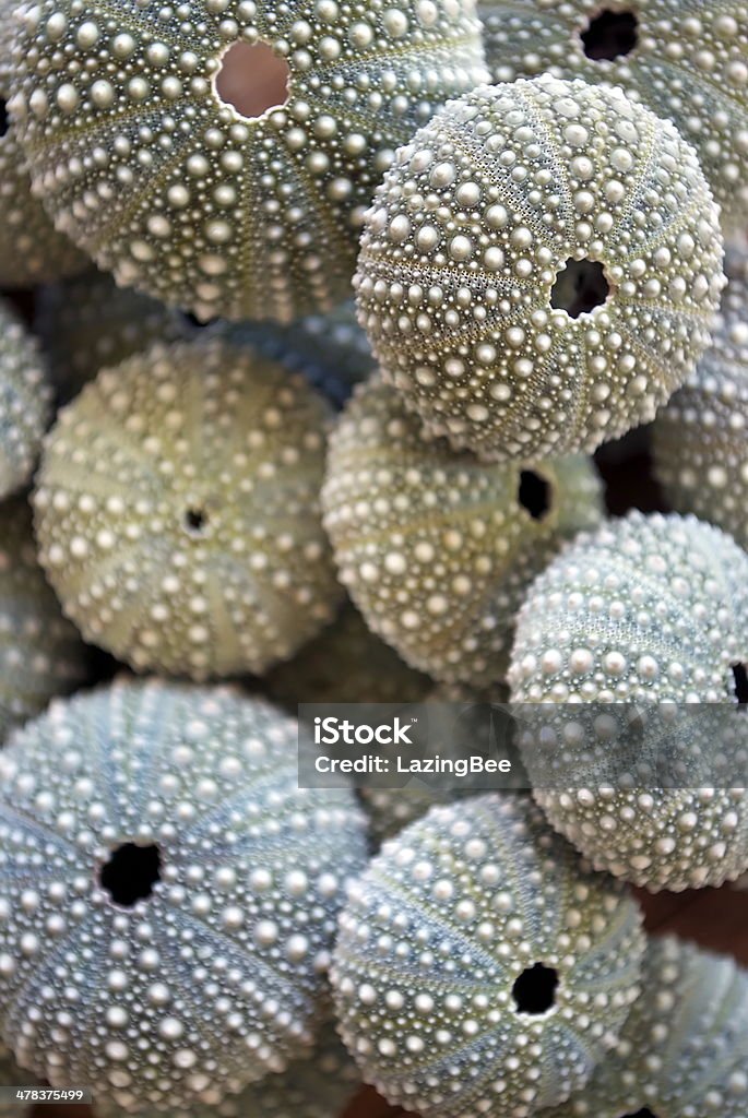 Kina - NZ Sea Urchin (Evechinus Chloroticus) Background of Kina Shells with differential focus. The focus is on the top Kina Shell. This photo is in soft focus. Sea Urchin Stock Photo