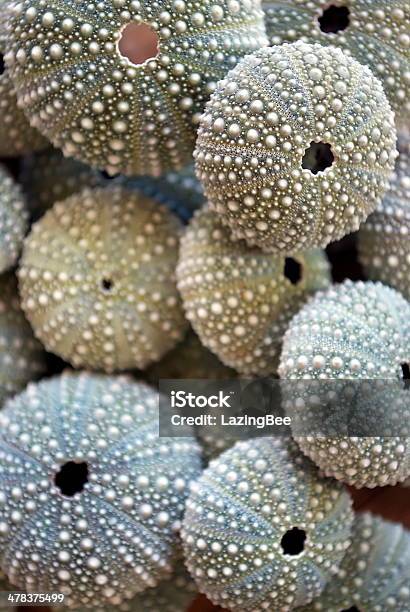 Kina Nz Sea Urchin Stock Photo - Download Image Now - Sea Urchin, Abstract, Animal Shell