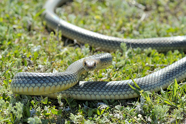 istock Snake in natural habitat (Dolichophis caspius) 478375523