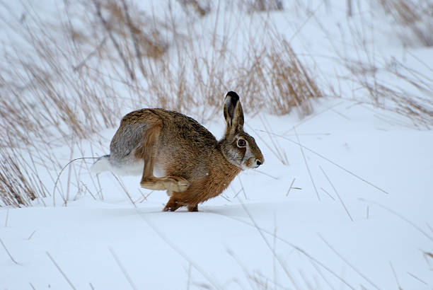 istock Scrub hare (Lepus saxatilis) in natural habitat 478375657