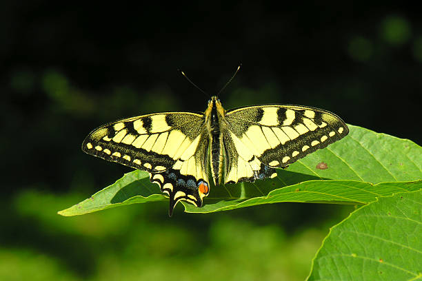 istock Butterfly - scarce swallowtail 478375895