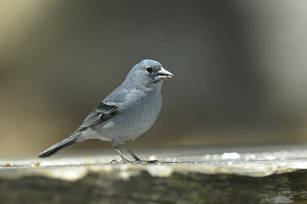 istock Blue Chaffinch (Fringilla teydea) in natural habitat 478375901