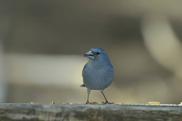 istock Blue Chaffinch (Fringilla teydea) in natural habitat 478375957