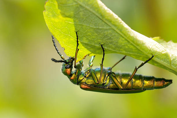 Beetle outdoor (lytta vesicatoria) stock photo