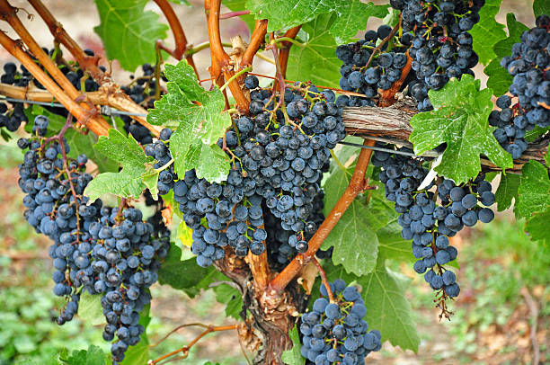 roxo uvas na vinha - agriculture purple vine grape leaf imagens e fotografias de stock