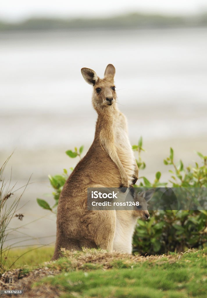 Canguru com Joey - Foto de stock de Animal royalty-free