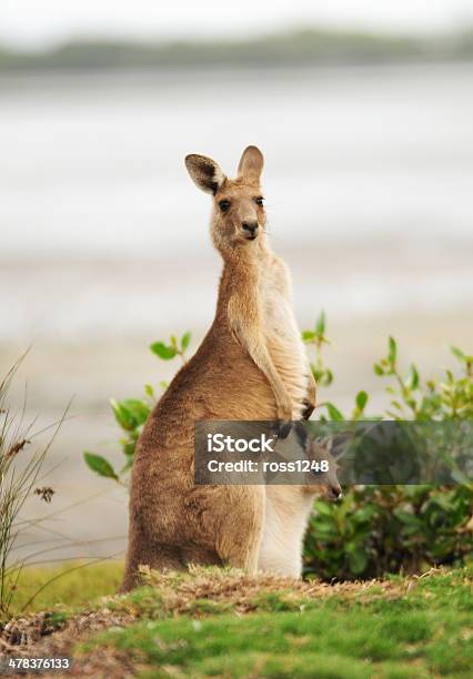 Foto de Canguru Com Joey e mais fotos de stock de Animal - Animal, Animal selvagem, Austrália