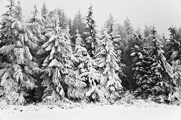 istock Winter in the mountain forest in black and white 478376223