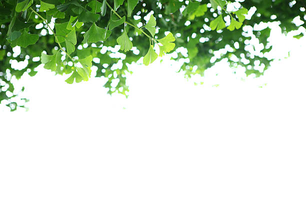 istock The green leaf tree foreground isolated natural concept 478377012