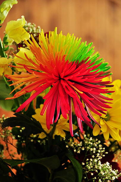 flores arrangment - daisey white flower group of people fotografías e imágenes de stock