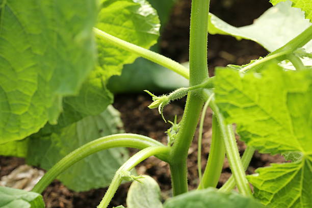 istock cucumber seedling vegetable garden summer spring 478377308