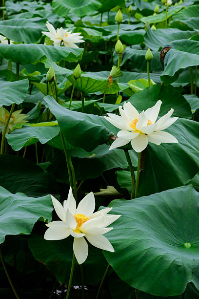 Lotus flower and Lotus flower plants