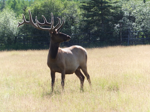Dominant bull elk on a field in Yukon