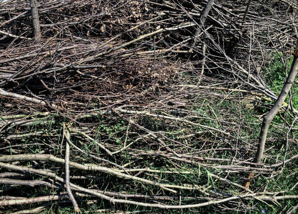istock Heap of wood on grass 478379792
