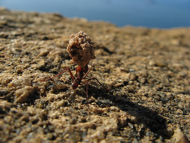 superar las dificultades - determination ant strength effort fotografías e imágenes de stock