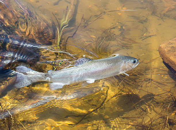 istock Caught on a fishing tackle rainbow trout 478381050