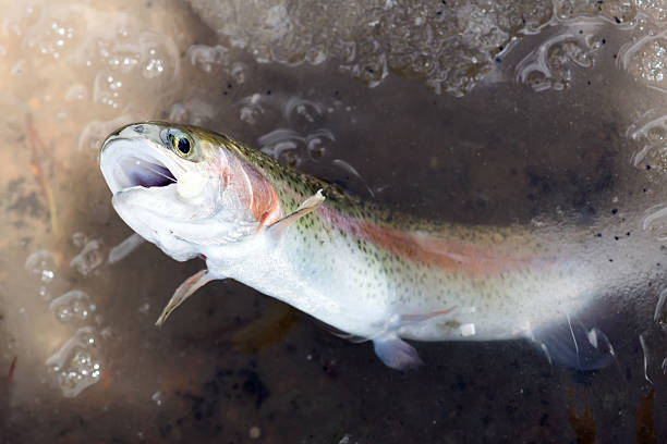 istock Caught on a fishing tackle rainbow trout 478381052