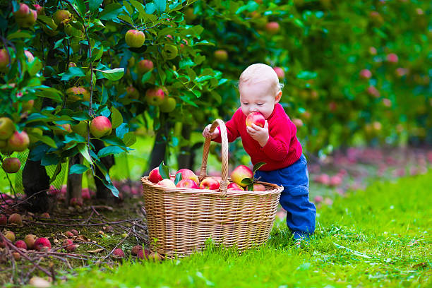 милый маленький мальчик с apple на ферме «рогожка» - apple eating little girls green стоковые фото и изображения