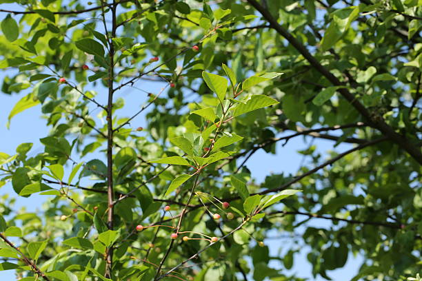 istock unripe cherries on the tree garden summer spring 478381584