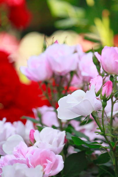 istock Beautiful  rose in a garden 478382433