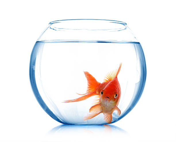 istock Goldfish in aquarium 478382622