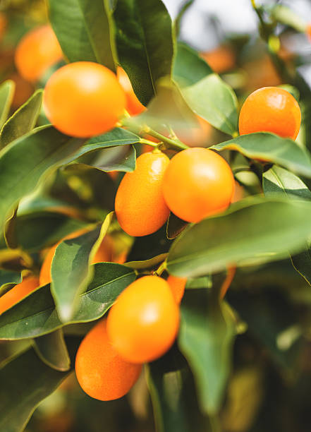 istock chinese tangerine - kumquat 478382803
