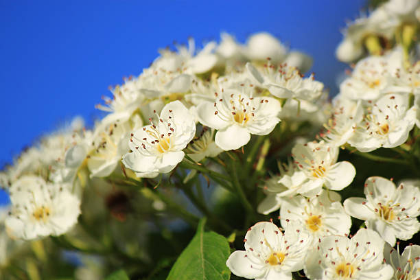 białe wiosenne kwiaty brak wpisu monogyna - crataegus monogyna zdjęcia i obrazy z banku zdjęć