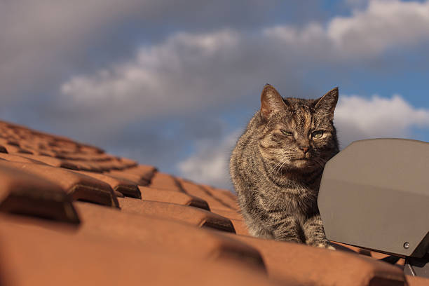 dachkatze - hausdach fotografías e imágenes de stock