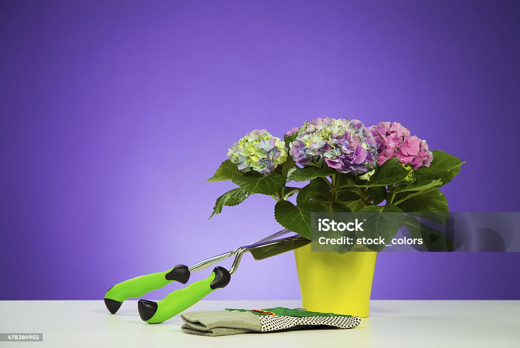 gardening hydrangea flower pot with gardening equipment near it. Color Image Stock Photo