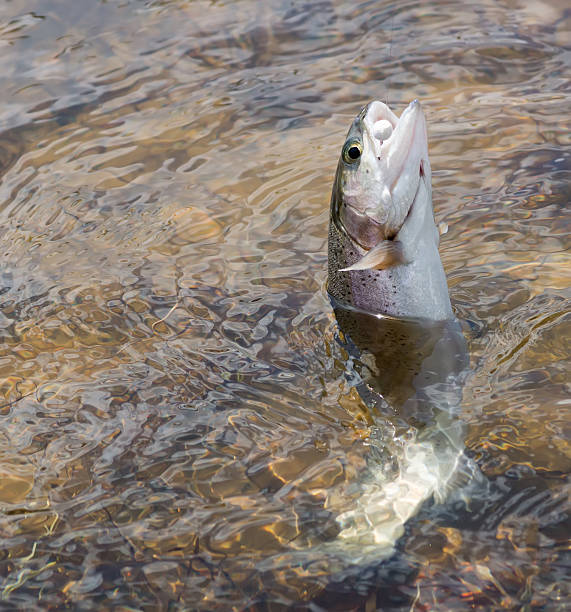 istock Caught on a fishing tackle rainbow trout 478385566
