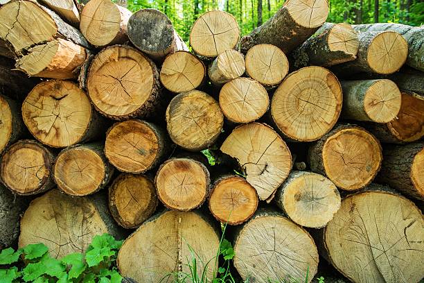 istock Pile of Fresh Timber 478386012