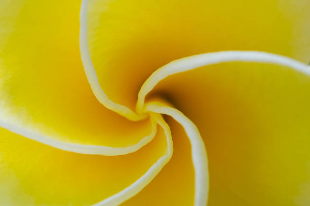 istock Plumeria Swirl. 478386172