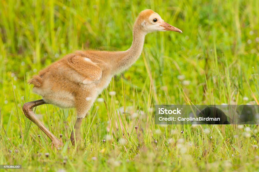 Limpkin Chick Limpkin chick in Florida 2015 Stock Photo