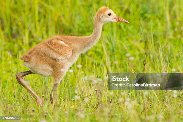 Limpkin Chick Stock Photo - Download Image Now - 2015, Animal, Animals Hunting