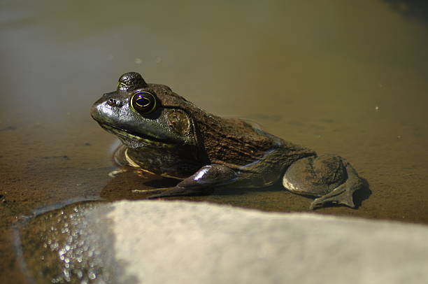 istock Profile of Frog Sitting in Pond Water 478386234