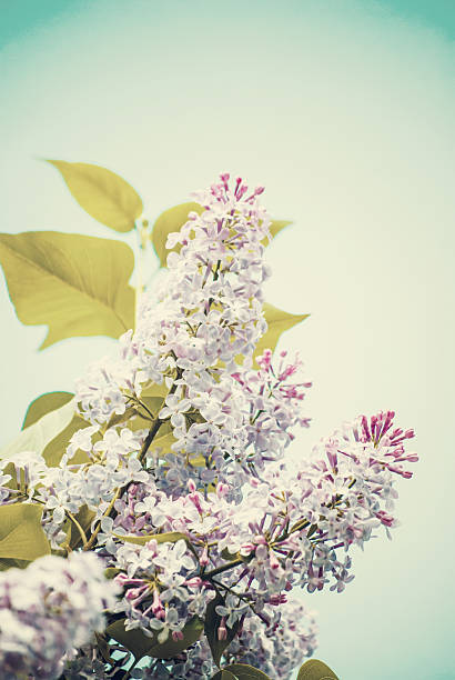 istock Blue lilac in green leaves 478386291
