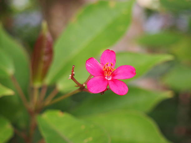 istock forest flower in magenta color with soft and blurry bokeh 478386356