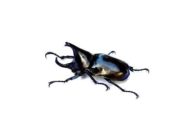 istock Thailand Rhinoceros beetle 478387685
