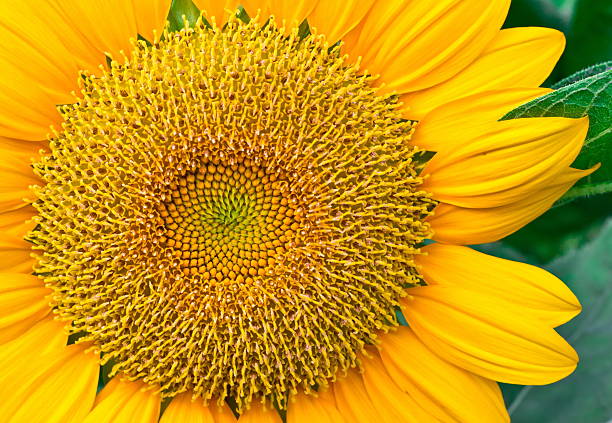 istock Close up  yellow sunflower 478387695